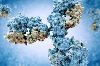 Ibex® Design | Standard mAbs DNA-to-IND Program