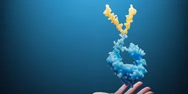 Shaped Around You Fc-Fusion Protein molecule and hand