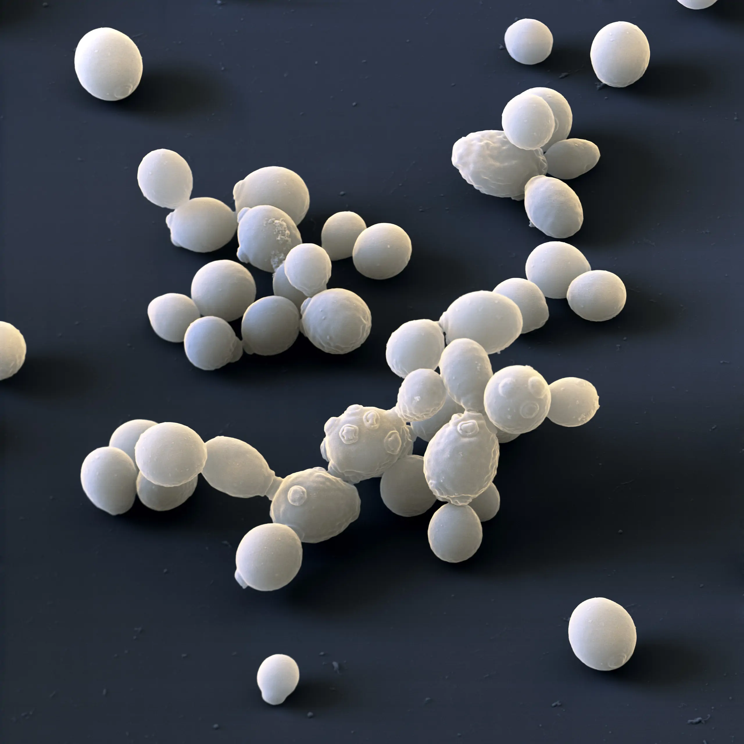 Saccharomyces cerev