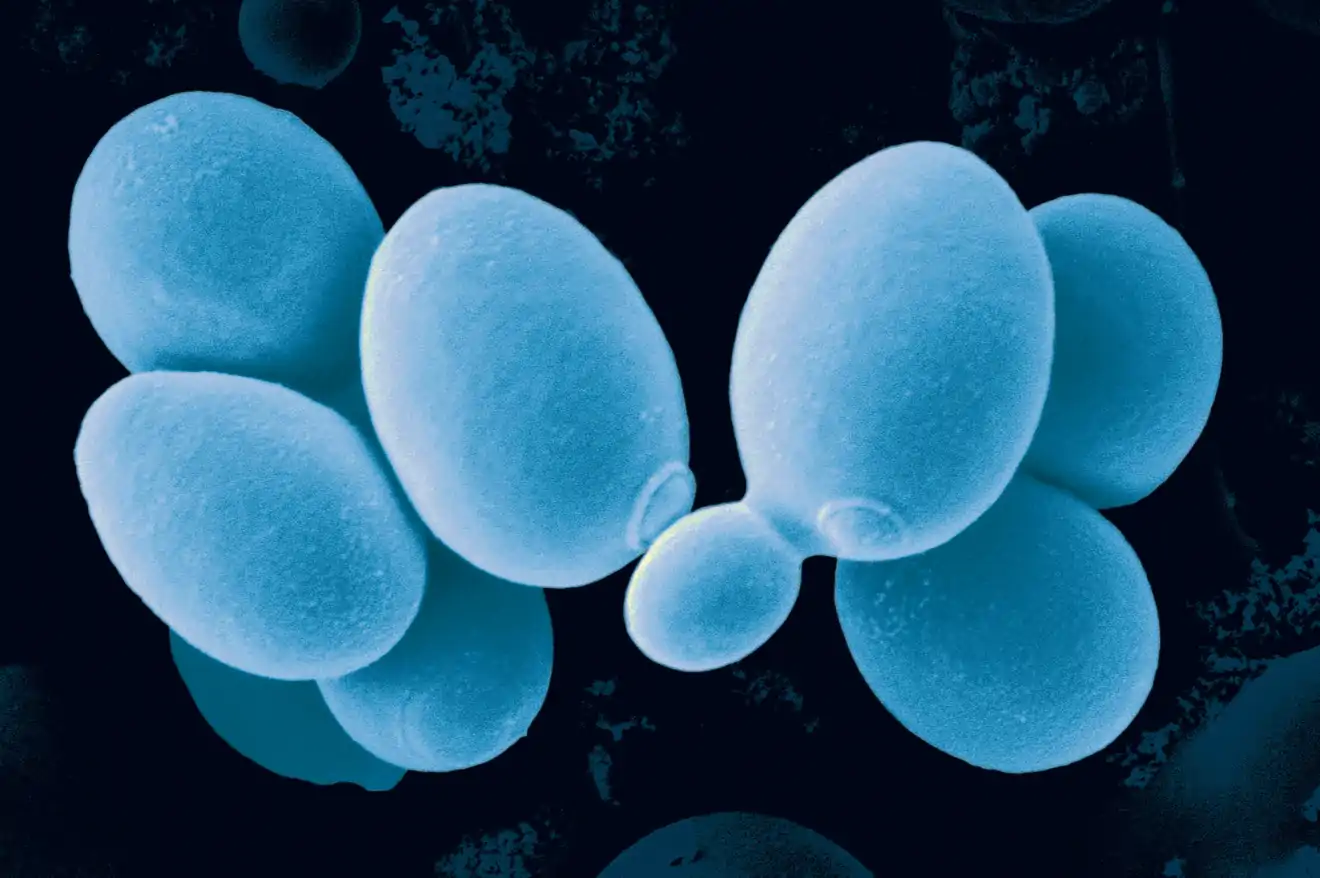 microbial yeast cells - blue