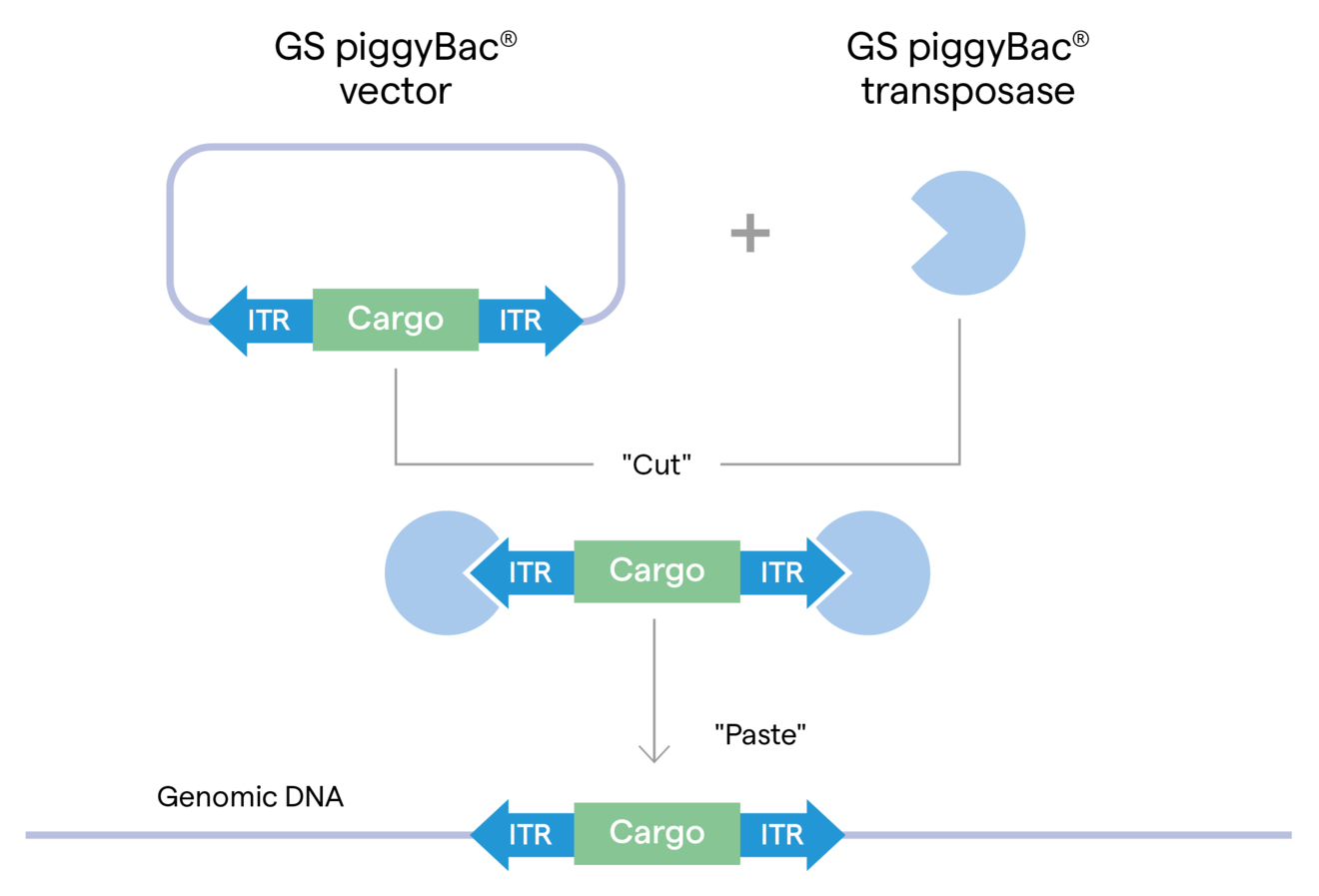 diagram gs piggybac transposase technology